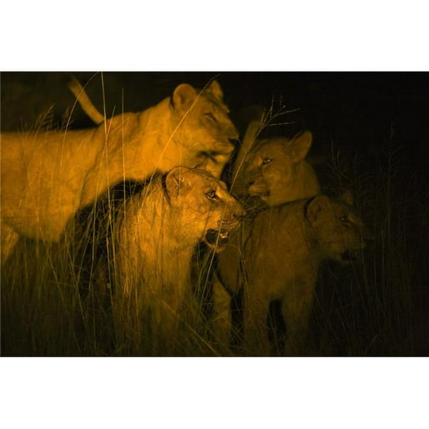 Posterazzi DPI1828861LARGE Affiche de Nuit Lions par Carson Ganci, 36 x 24 - Grand