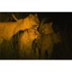 Posterazzi DPI1828861LARGE Affiche de Nuit Lions par Carson Ganci, 36 x 24 - Grand – image 1 sur 1