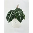 thumbnail image 5 of Alocasia Black Velvet - Live Air-Purifying Indoor Plant in Nursery Pot – Easy Care, Low Maintenance Houseplant for Home & Office Decor, Natural Air Cleaner, Best for Beginners (6"Pot), 5 of 10