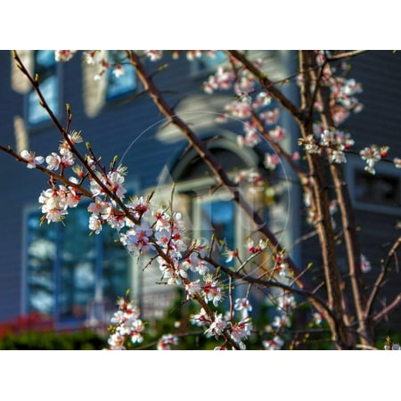 Cherry Blossoms in Small Town America Print Wall Art By (Best Small Art Towns In America)