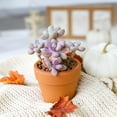 thumbnail image 3 of Best Plant Friend 4-Inch Moonstones Pachyphytum Succulent Live Plants, Grower Pot, 3 of 9