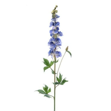 38' Delphinium Flower