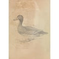 thumbnail image 2 of James Sowerby 14x18 Gold Ornate Wood Frame and Double Matted Museum Art Print Titled - Ferruginous Duck, 2 of 4