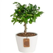 Costa Farms Mini Bonsai Live Indoor Tree, Grower's Choice, 1-Year Old, Potted in Indoor Planter Plant Pot, Tabletop Office and Home Dcor, 10-Inches Tall