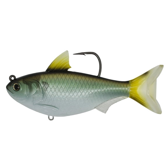 Gizzard Shad