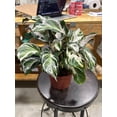 thumbnail image 2 of RedCrocus Calathea Stella Prayer Plant Indoor Tropical Foliage Houseplant Decorative Green Leaf  6" Pot, 2 of 24