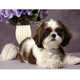 thumbnail image 1 of Cachorro de pintura de diamantes, taladro redondo completo, imagen de diamantes de imitación, Kit de dibujo DIY Hugtrwg Para estrenar, 1 of 1