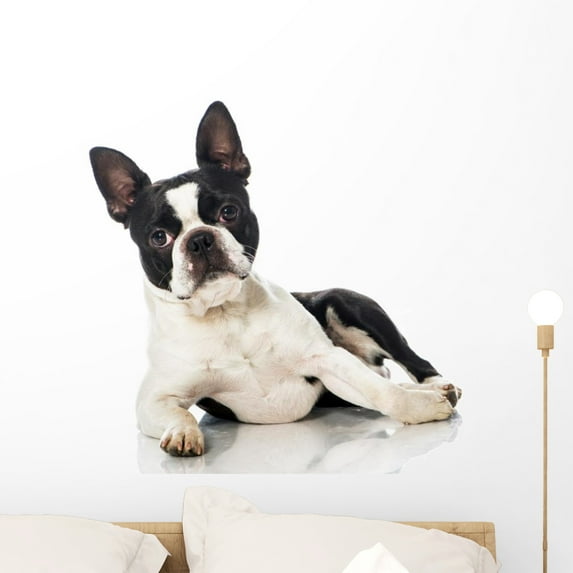 Boston Terrier Wall Mural Decal by Wallmonkeys Vinyl Peel and Stick Graphic (24 in W x 16 in H)