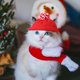 thumbnail image 2 of EeaseMX Pet Christmas Red Hat Gorro de lana de punto cálido con orificios para las orejas para cachorro de perro gato, 2 of 8