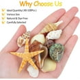 thumbnail image 2 of Tutuviw Natural Seashells Mixed Starfish Sea Shells,Beach Snail Seashells for Beach Theme Parties,Home Decoration,Various DIY Crafts,Candle Making,Fish Tank and Vase Fillers (1lb,Mixed Shellfish), 2 of 5