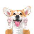 thumbnail image 3 of FINCIBO 5" x 5" Vinyl Decal Sticker For Notebook, Ipad - Full Red Pembroke Welsh Corgi Dog, 3 of 6