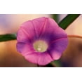 thumbnail image 2 of Bob Stefko 40x27 Gallery Wrapped Canvas Wall Art Titled - Morning Glory I, 2 of 4