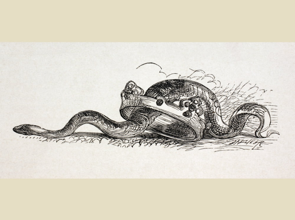 A Snake Slithers Through A Royal Crown A Symbolic Illustration At The End Of The Act Ii Of Hamlet By William Shakespeare In The Illustrated Library Shakspeare Published London 1890 Canvas Art - Ken We