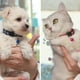 thumbnail image 5 of (12 colores) Collar reflectante para gatos, collar antiahogo para gatitos con cascabel, collar ajustable para gatos, accesorio para gatos y mascotas, 5 of 5
