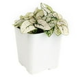 thumbnail image 2 of Hypoestes Phyllostachya White Splash - 2 inch + Blue Modern Pot, 2 of 4