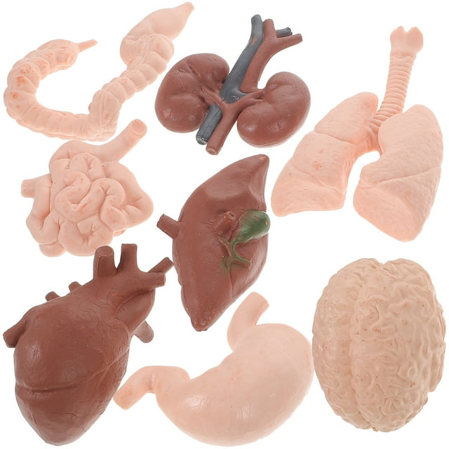 MasteelfCA 8Pcs Human Organ Model Anatomy Study Tools 3D Anatomy Model Prop Teaching Prop