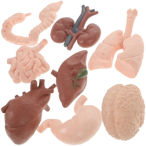8pcs Modelo de órgano humano Herramientas de estudio de anatomía 3D Anatomía Modelo de apoyo Prop