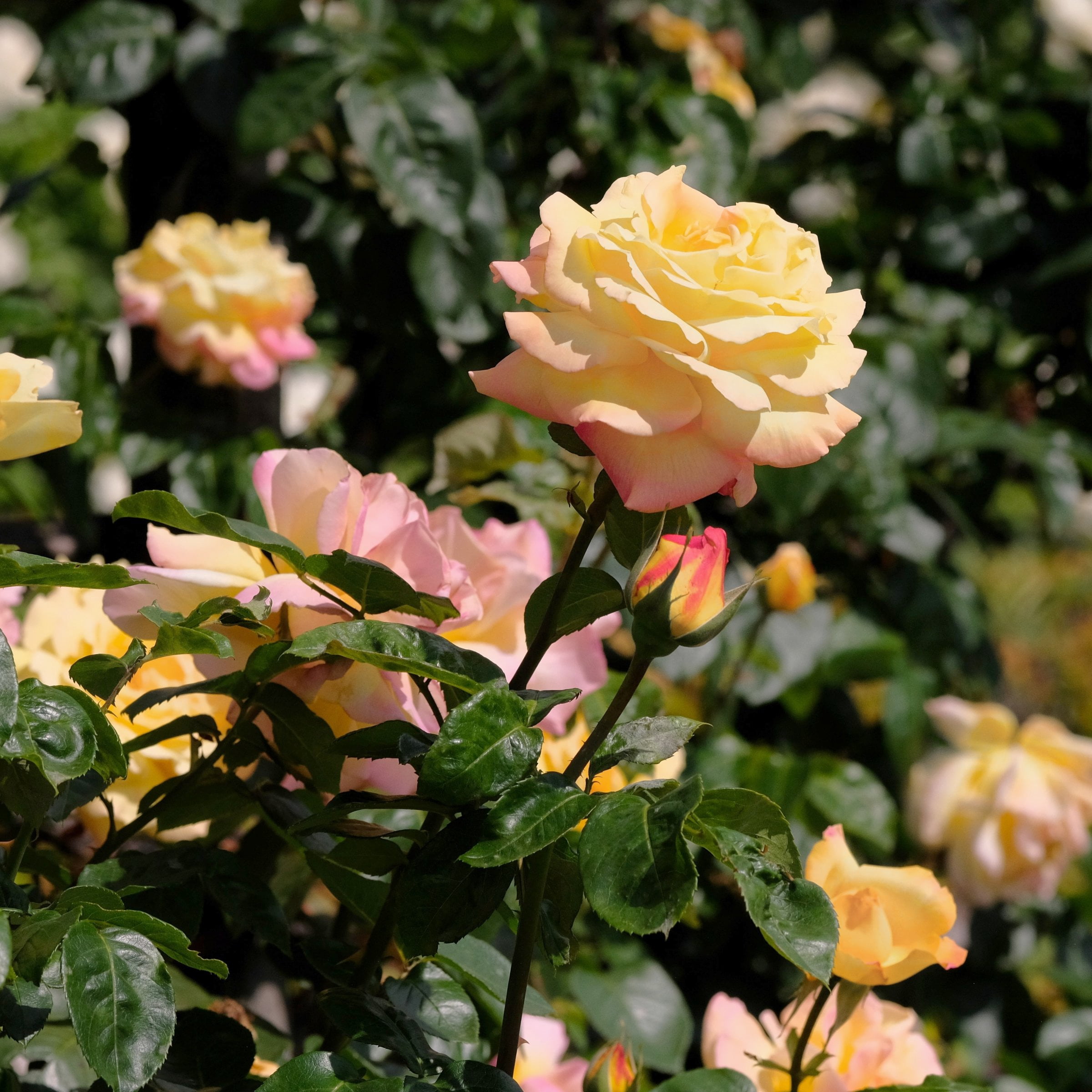 National Plant Network Bare Root Peace Rose