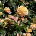 thumbnail image 3 of National Plant Network Bare Root Peace Rose (3-Pack), 3 of 10