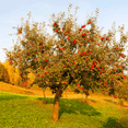 thumbnail image 3 of Red Delicious Apple Tree Live Trees, Crisp, Sweet Red Apples, 3 of 6