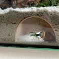 thumbnail image 3 of Shrimp Breeding Protector Cave Aquarium Tunnel Play and Rest Fish Tank -Landscape Ornaments Green Type, 3 of 5