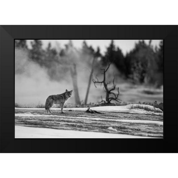 The Yellowstone Collection 14x11 Black Modern Framed Museum Art Print Titled - Coyote standing near Biscuit Basin, Yellowstone National Park