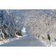 Arbres Qui Bordent la Route en Hiver - Affiche Québécoise Imprimée&44; 19 x 12 – image 1 sur 1