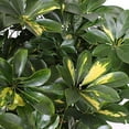 thumbnail image 3 of Umbrella Tree - 'Gold Capella' Live Braided Schefflera Arboricola - Florist Quality - Beautiful Indoor Tree - 3 Feet Tall, 3 of 7
