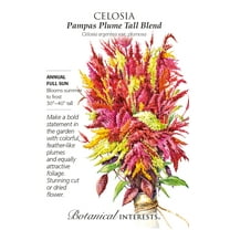 Pampas Plume Tall Blend Celosia Seeds - 300 mg