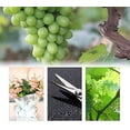 thumbnail image 5 of Tijeras para bonsái Rawiri, tijeras para uvas, suministros de jardín con mango de PP para jardines, tijeras de podar para árboles frutales bonsái, 5 of 5