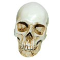 thumbnail image 1 of AMLESO Real Ratio 1:1 Scale Human Skull Model Head Skeleton f/ Education Teaching Tool White 1, 1 of 3