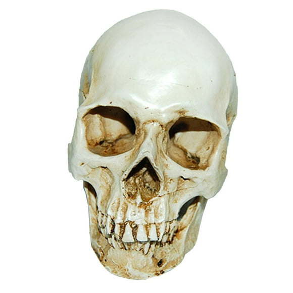 GROWTH TANK Rapport Réel Échelle 1:1 Crâne Humain Modèle Squelette de Tête F / Outil d'Enseignement de l'Éducation Blanc 1