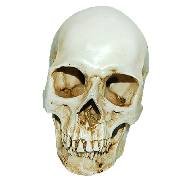 Lifesize 1:1 Human Skull Resin Model Realistic Skeleton Halloween White 1