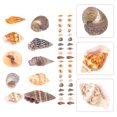 thumbnail image 2 of FELTECHELECTR 1 caja de conchas marinas decorativas en miniatura, conchas marinas naturales, manualidades DIY, decoraciones de conchas marinas en miniatura, 2 of 5