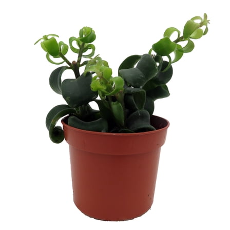 Twister Lipstick Plant - Aeschynanthus - 2.5" Pot