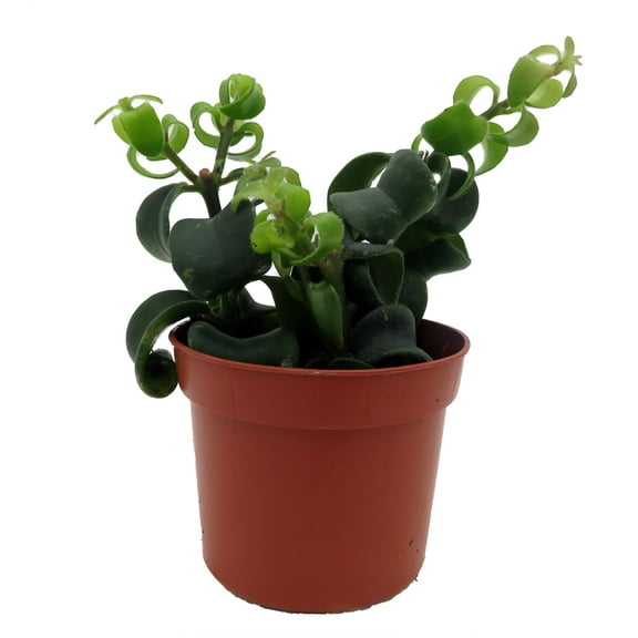 Twister Lipstick Plant - Aeschynanthus - 2.5" Pot