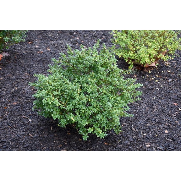 RedCrocus Green Lustre Japanese Holly-Compact Evergreen Shrub for Hedges  3 Gallon