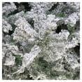 thumbnail image 2 of Árbol de Navidad Naviplastic Aspen color Verde nevado de 250 cm, 2 of 3