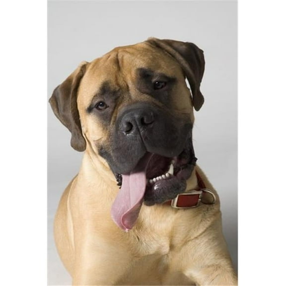 Portrait Of A Bull Mastiff Poster Print