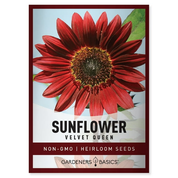 Velvet Queen Sunflower Seeds