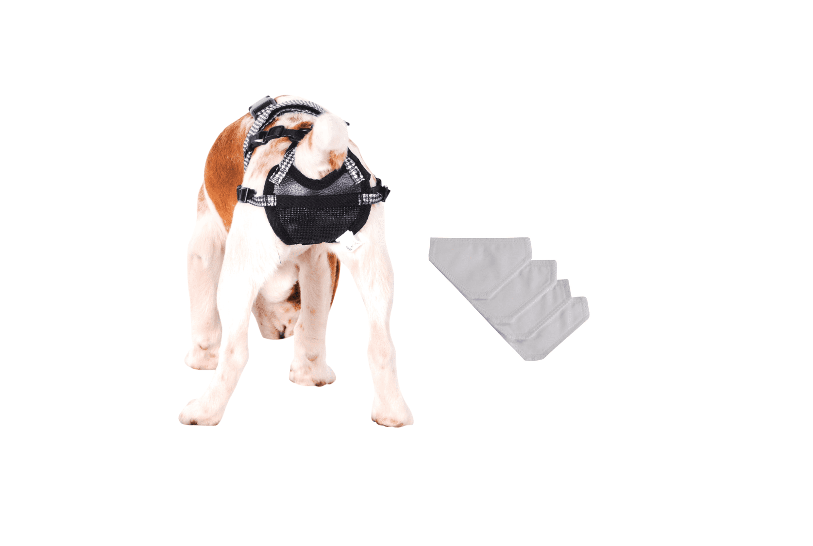 The PABS Delay her Spay Dog Chastity Belt, Sanitary Pad, and Inflatable Collar System (Small with 4 Sani-T Pads)