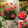 thumbnail image 3 of Rose, Low Maintenance - Easy Grow - Ideal for Beds Borders, Plant Pots & Planters, 3 of 6
