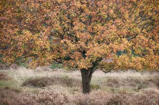 Autumn Tree Canvas