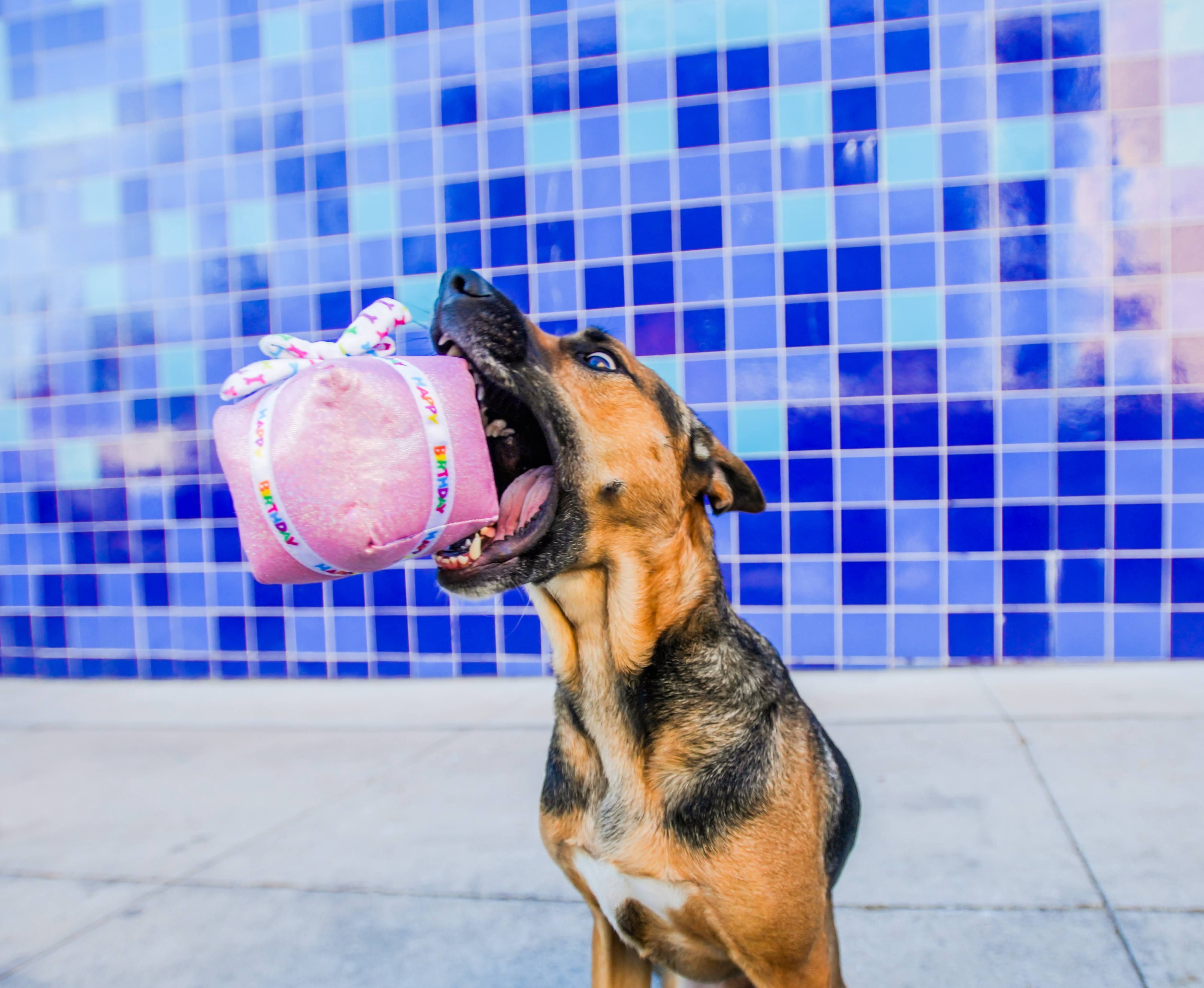 Multipet Pink Birthday Dog Toy Gift Box includes 5 Plush Birthday Dog Toys