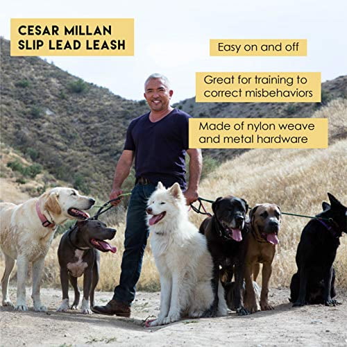 How to stop dog from pulling top on leash cesar millan
