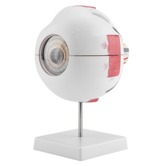 6X Removable Human Eye Eyeball Model, Classroom Teaching Equipment with Anatomy Study, Detailed Internal Structure