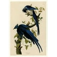 thumbnail image 2 of Audubon, John James 18x24 Black Ornate Wood Framed with Double Matting Museum Art Print Titled - Columbia Jay, 2 of 4