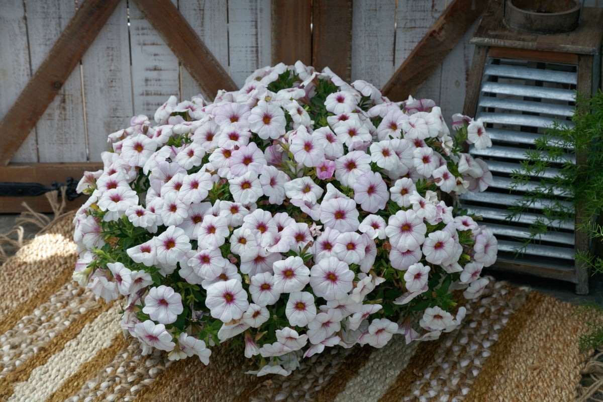 SuperCal 2.5QT Petchoa Various Colors Annual Live Plant