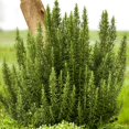 thumbnail image 3 of National Plant Network 4 in. Rosemary Live Herb Plant with Full Sunlight-3 Pack, 3 of 6