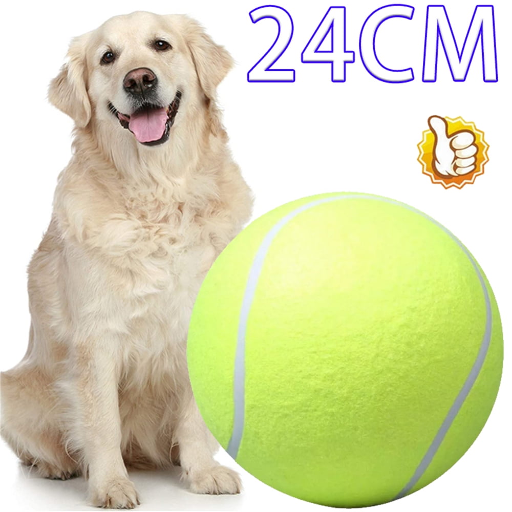 Pet sport. Мяч для собак. Собака с мячиком. Игрушка для собак. Собака с теннисным мячиком.